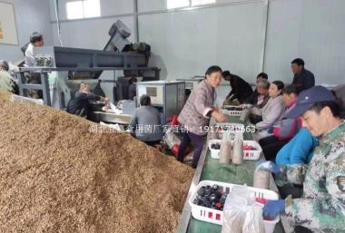 食用菌生产与加工技术专业就业方向与就业岗位有哪些 食用菌生产与加工技术专业就业方向与就业岗位有哪些