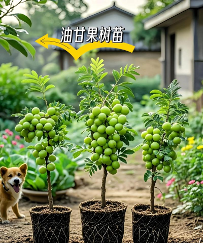 什么水果树苗最好种