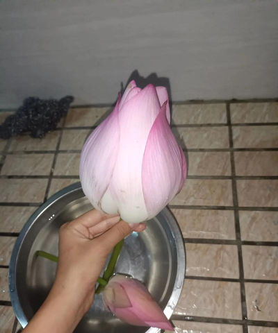 高州市东岸镇石陂小学