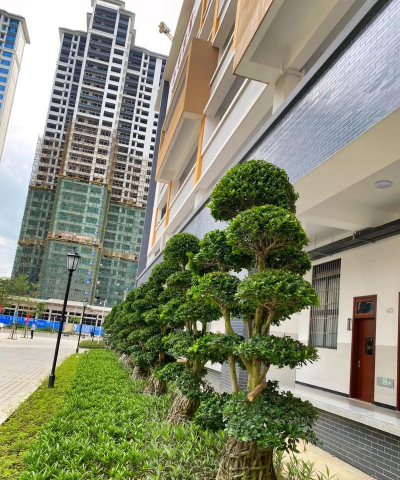 隆安县第二小学