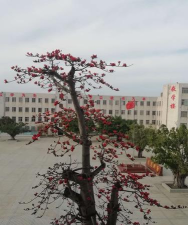 湛江市坡头第二中学