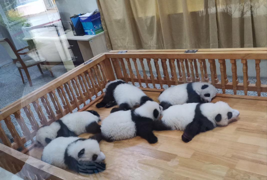 五华县华阳镇大熊猫幼儿园