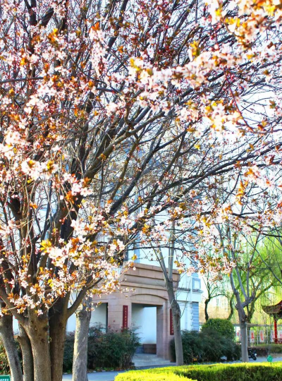 清丰县第一高级中学(清丰一高)