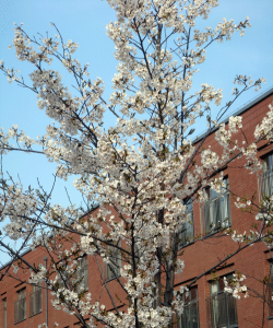 大连市明星小学