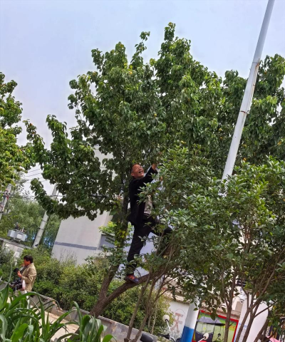 昌黎县昌黎镇杏树园完全小学