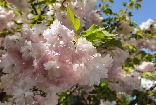九台市大风车幼儿园