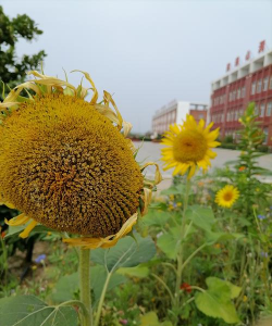 景泰县上沙窝中学