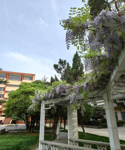 平乡县紫藤花艺术培训学校