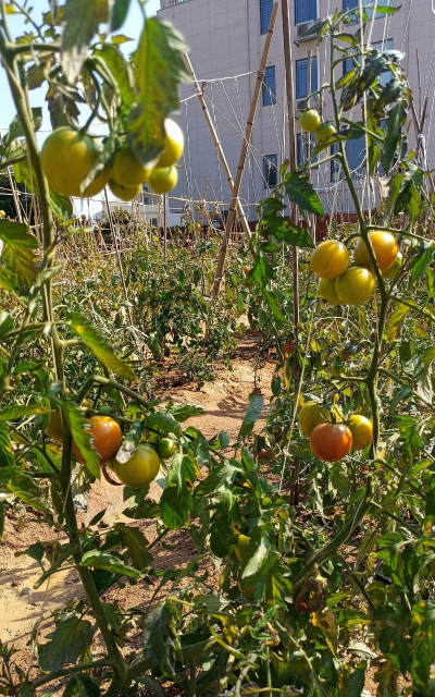 扎兰屯市大河湾镇农场学校