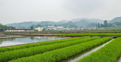 落卜镇云山私中