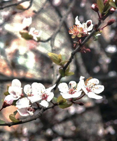 三台县西丰初级中学校