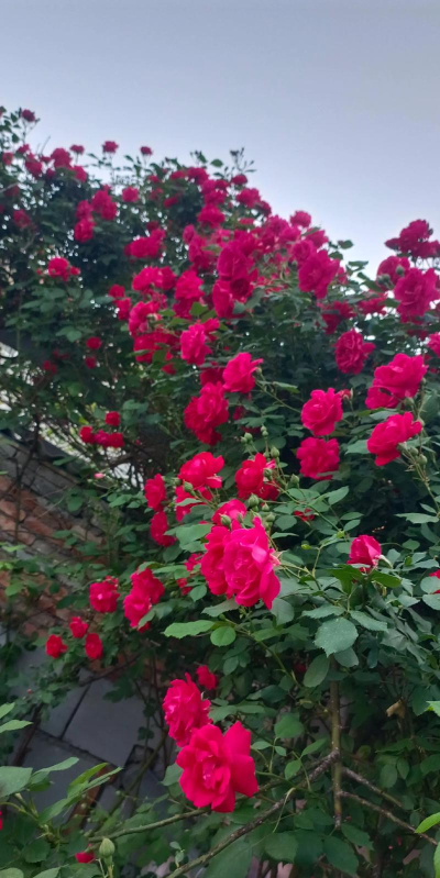 平阴县玫瑰镇陈山头村幼儿园