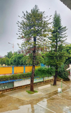 佛山市芦苞独树岗小学