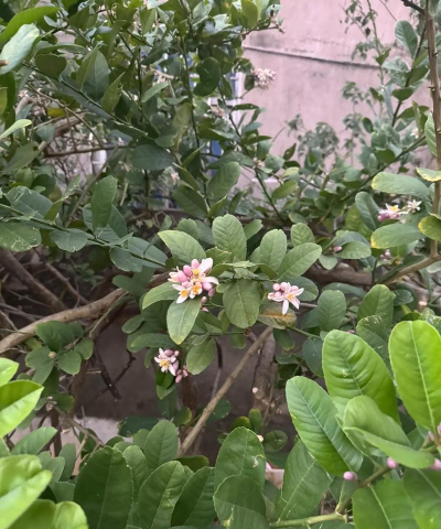 深圳市石岩塘头小学