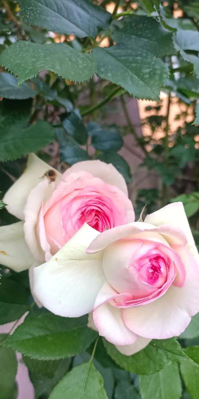 临沭县店头镇陈巡会中村幼儿园