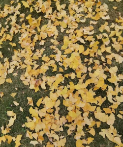 昌邑区中兴小学校