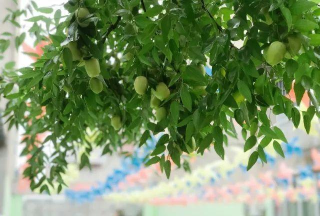 颍东区枣庄镇幼儿园