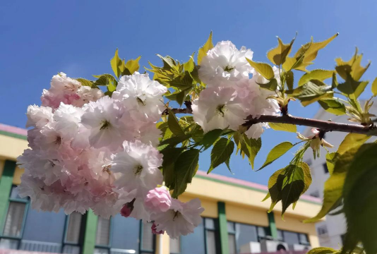 九台市大风车幼儿园