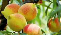 连平县元善镇中心小学