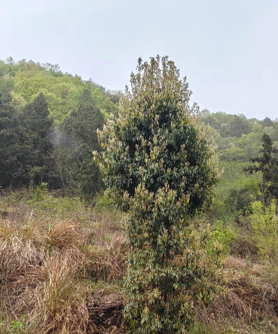 新兴县河头镇河仔口教学点