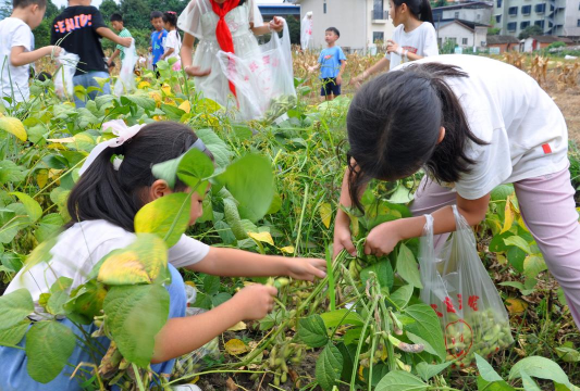 盈江平原幸福社小学