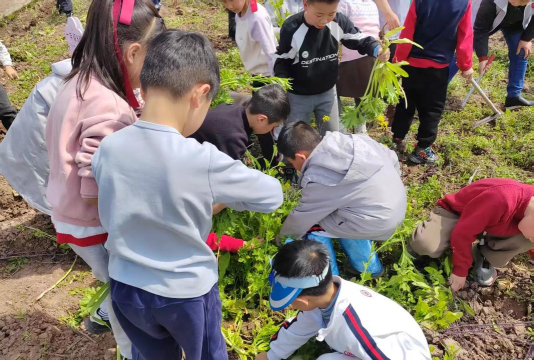 长兴镇幸福小学
