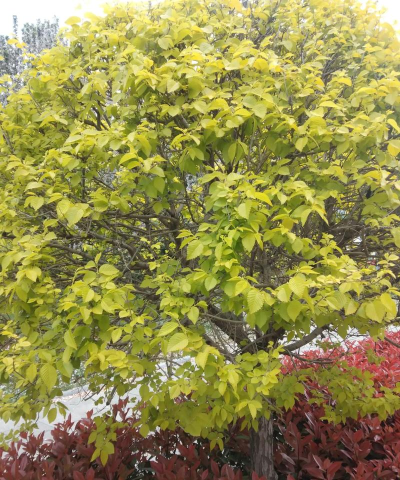 烟台市牟平区高陵镇第一初级中学