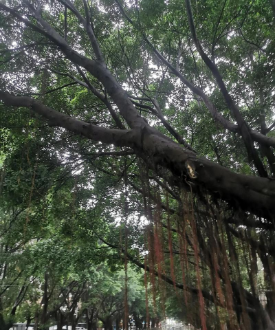 陆丰市东海镇新雨绿幼儿园