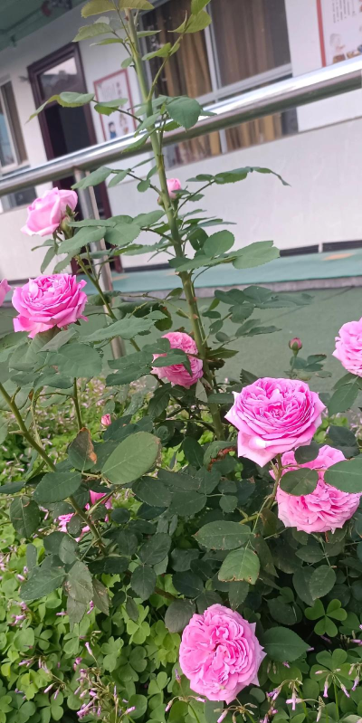 即墨市移风店镇大坝村幼儿村