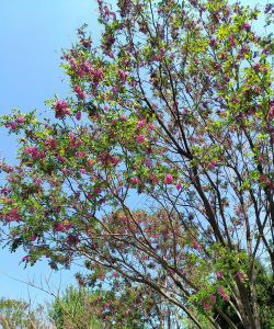 天津市北辰区线河小学