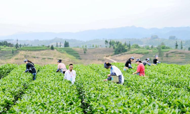 雅安市名山区茶都艺术培训有限责任公司