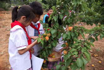 门楼镇佑民中心小学