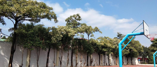 佛山市顺德容桂红旗小学