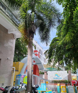 海南省国营卫星农场幼儿园环境