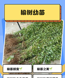 通化县三棵榆树苗壮幼儿园