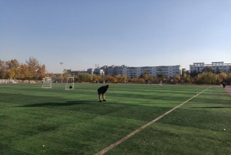 石嘴山市惠农区新体联运动培训中心