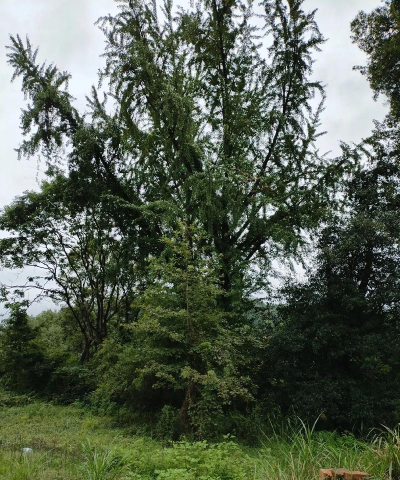 饶平县所城镇龙湾慈云中学