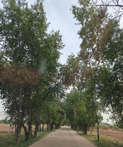 达连河镇中心小学