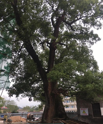 罗村镇上柏小学