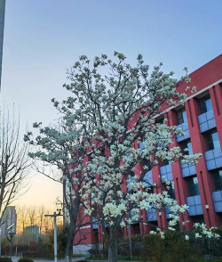 北京东北师范大学附属中学朝阳学校