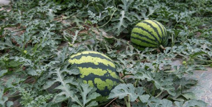 大宁县曲峨镇曲峨中学