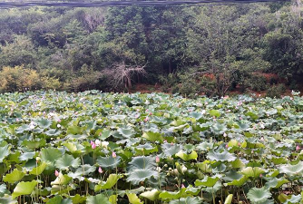 简阳市贾家镇柏林九年义务教育学校