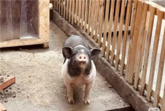 温江县公平镇五江村幼儿园