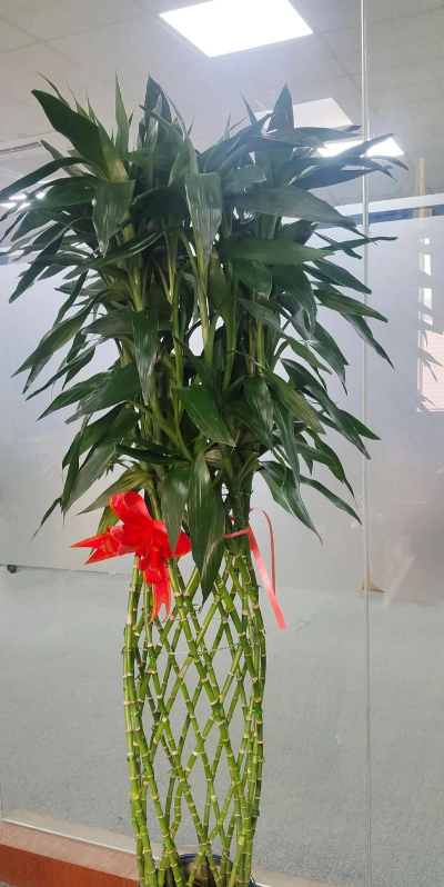 佛山市顺德区北滘镇塑贝科技培训有限公司