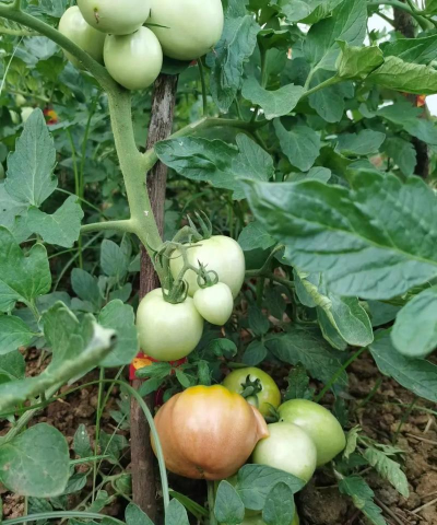 乳山市冯家镇店子幼儿园