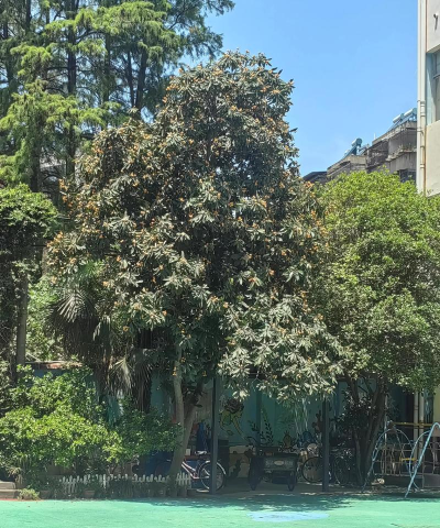 仙桃市龙华山明星幼儿园