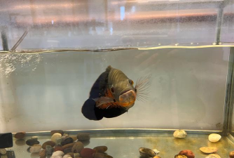 百色市右江区尚学书画工作室