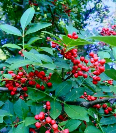 镇安县永乐镇桑树坪一组初小