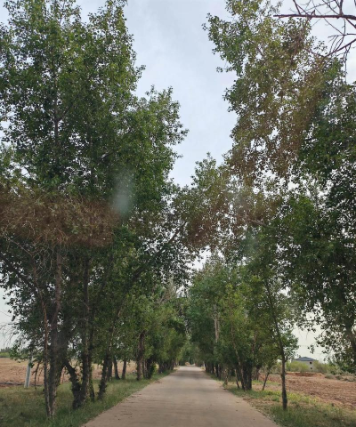 葫芦岛市连山小学