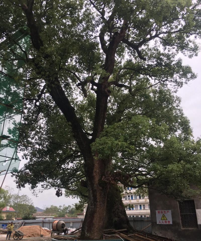 罗村镇上柏小学